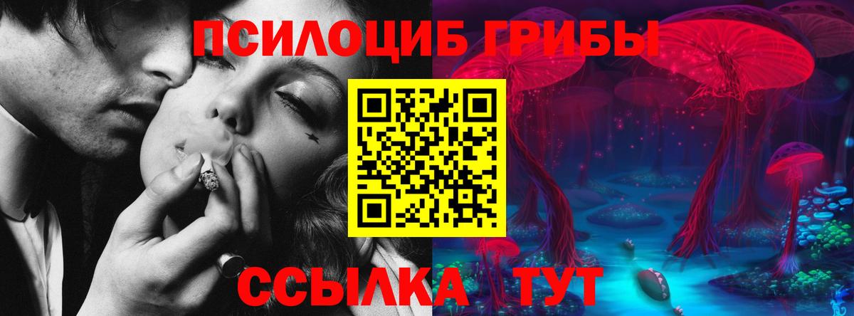 Псилоцибиновые грибы Cubensis Гуково